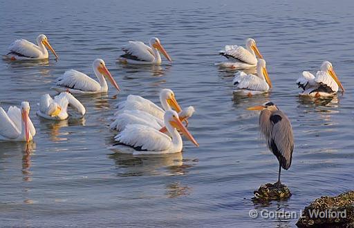 Watching A Pelican Parade_4756.jpg - American White Pelicans (Pelecanus erythrorhynchos) and Great Blue Heron (Ardea herodias) photographed at Rockport, Texas, USA.